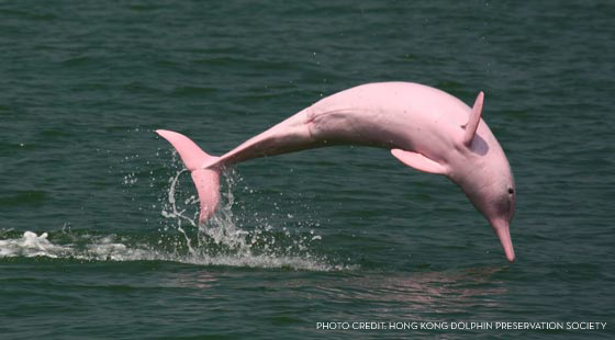 Image result for Indo-Pacific Humpback Dolphins
