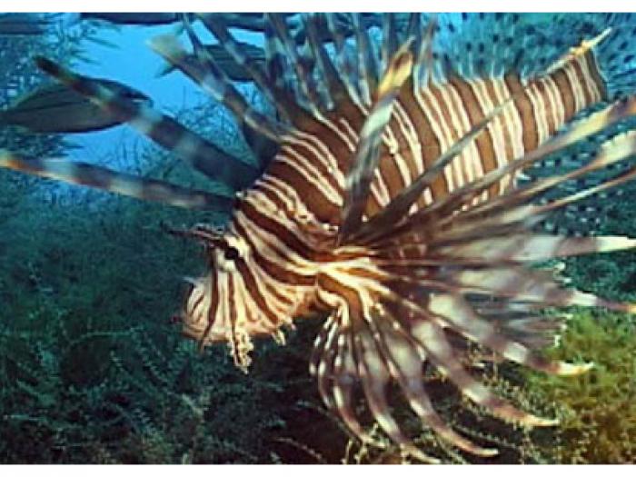 the lionfish invasion sailors