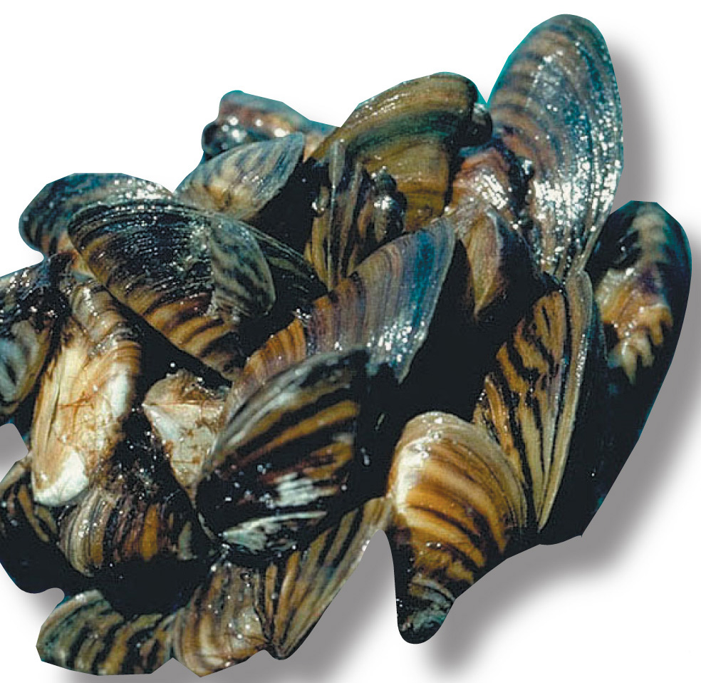 What's in ballast water? | Sailors for the Sea