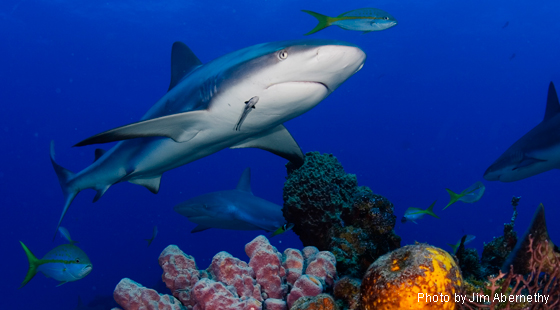 Sharks Peril And Progress Sailors For The Sea