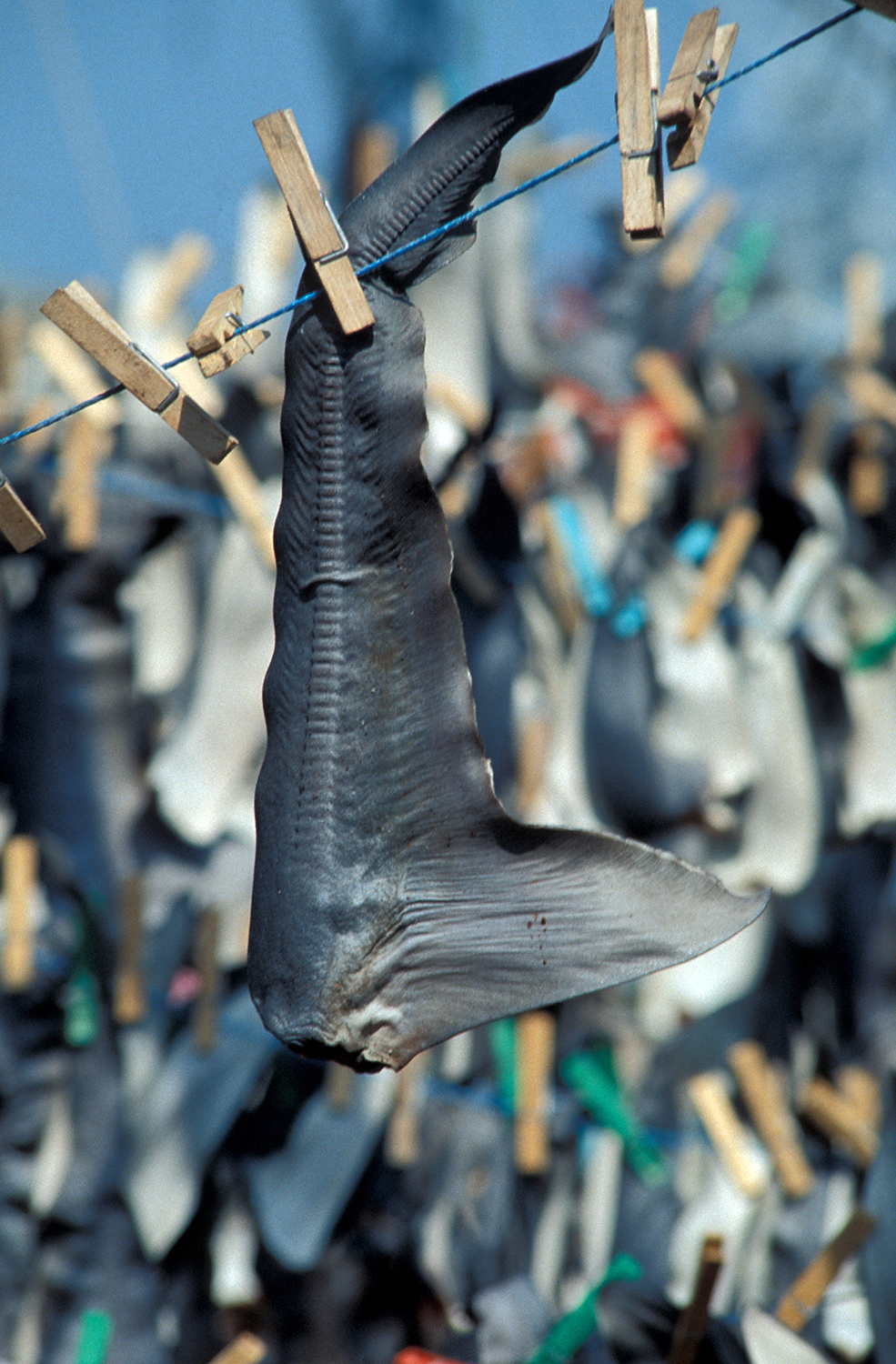 The Push to Stop the Killing of Sharks for Their Fins