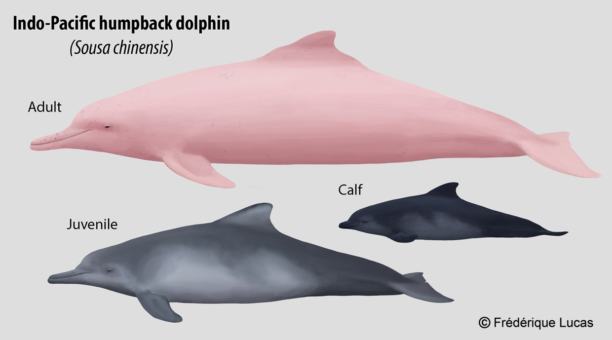 Why are Pink Dolphins Pink 
