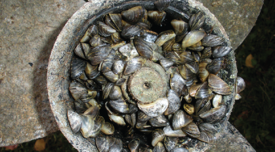 zebra mussel invasions