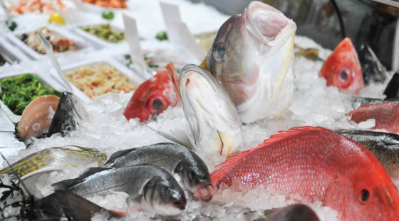 The Magnuson-Stevens Act has helped halt overfishing, protect essential fish habitats and rebuild depleted stocks. fish, fisheries, ocean