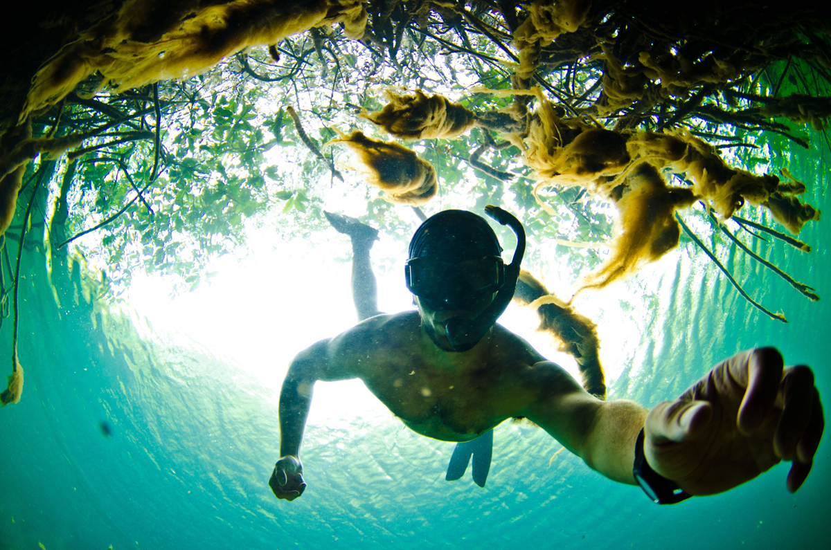 Exploring life beneath mangrove roots while doing research and teaching along the Caribbean coast of Mexico. Photo credit: Mike Gil selfie, snorkeling, Caribbean, mexico, mangroves, gopro