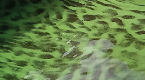 Harmful algal blooms, including the blue-green algae pictured, can have devastating impacts not only on the aquatic ecosystem and life, but also to the people recreating and utilizing these waterways. Photo credit to Stephanie Webb. blue-green algae bloom, HABs, harmful algal bloom, plankton