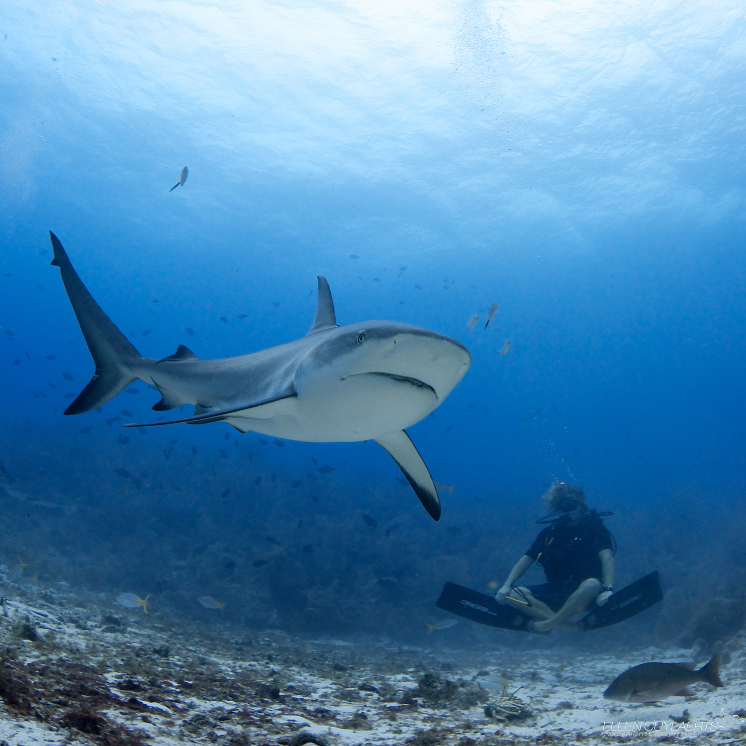 Sharks kill approximately 12 people per year, but humans kill 73 million sharks per year for just their fins. Photo credit: Ellen Cuylaerts/ Marine Photobank Sharks, kill, humans kill 73 million sharks per year for just their fins, shark diving, shark finning