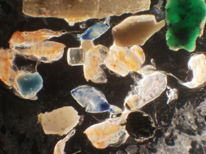 plastic pollution, ocean pollution, plastic in ocean, microscopic plastic in ocean, Zooplankton, Great Pacific garbage patch