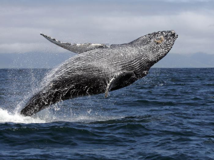 humpback whale, breaching, whale