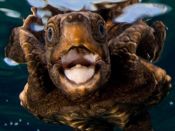 Sea Turtle, young sea turtle, close up sea turtle, open mouth 