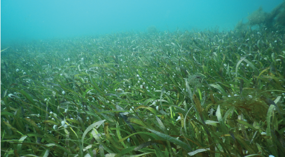 seagrass, carbon footprint