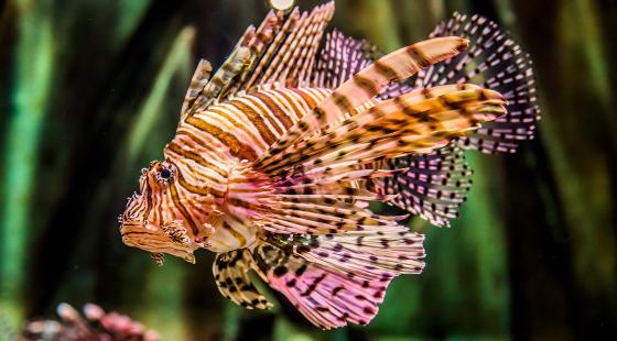 Top 20 why are lionfish bad 5 Eradicating Lionfish | Sailors for the Sea