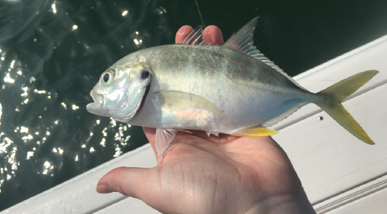 Responsible Fishing - Fish & Fishing (U.S. National Park Service)