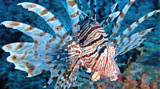 invasive species, lion fish, coral reefs 