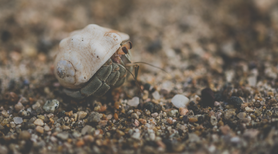 hermit crab, shell
