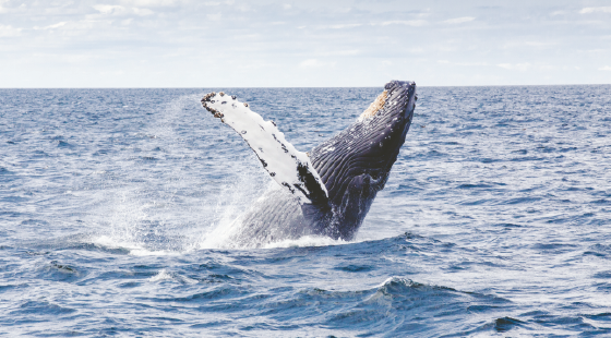 whale, breaching