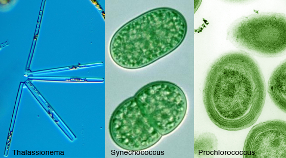 Thalassionema, Synechococcus, and Prochlorococcus