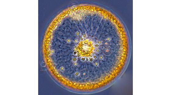 Bioengineering, Diatoms, single-celled algae ,diatom, Coscinodiscus, skeleton, glass, silica skeleton,
