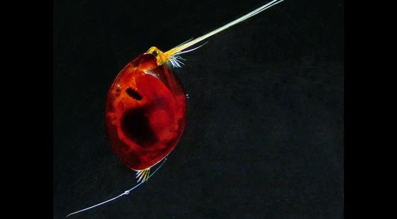 Ostracods, tiny shrimp-like crustaceans, bioluminescence