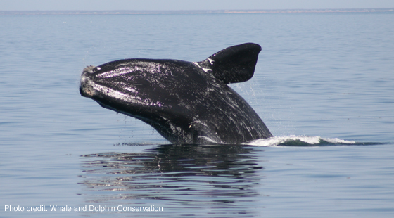 Strong measures are needed to ensure the critically endangered North Atlantic Right Whales is protected throughout all stages of offshore energy development.