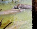 Manatees enjoy shallower waters in the winter. Pictured here, manatees at Haulover Canal, Merritt Island National Wildlife Refuge, Florida. Photo credit: D. Gordon E. Robertson. manatees at Haulover Canal, Merritt Island National Wildlife Refuge, Florida