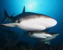 The abundance of big predators, like these Caribbean reef sharks, is a sure sign of an ecosystem in balance. The Gardens has six to eight times as many sharks as elsewhere in the Caribbean. Caribbean reef sharks in Cuba