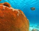 Studies carried out on the atoll have already indicated that the rise in global sea surface temperature has been causing an increase in coral diseases. Photo credit: Barbara Pinheiro coral, coral reef, rocas atoll, coral diseases, rocas atoll