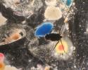 Halobates, one of the only insects that exist in the open ocean, lay eggs on floating pieces of plastic that they find. Some scientists believe that their population might increase as plastic pollution increases. Photo credit: Bart DiFiore plastic pollution, ocean pollution, plastic in ocean, microscopic plastic in ocean, Halobates, Great Pacific garbage patch