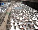 Of the 14 species commonly found in the Hong Kong fin trade, 70% are considered at high or very high risk of extinction, including the great hammerhead and oceanic whitetip. Photo credit: Oceana shark finning, shark fins drying on rack,