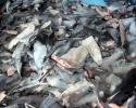 The next step is a nationwide ban on shark fins, which would guarantee that the U.S. is not a participant, even indirectly, in the global shark fin trade. Photo credit: Oceana shark finning, illegal, us waters, shark fin ban