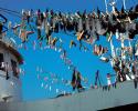 Although the act of shark finning is illegal in U.S. waters, the U.S. still imports and exports shark fins in many states legally. Photo credit: Oceana shark fins, on boat, shark fins drying