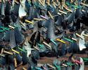 Shark finning in U.S. waters was banned in 2000 by the Shark Finning Prohibition Act. The act also prohibits any person from possessing shark fins aboard a fishing vessel without its corresponding body. Photo credit: Oceana Shark Finning Prohibition Act, shark fins, what is shark finning, sharks