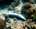 Once a shark’s fins are removed, they are often thrown back in the water, since they can no longer swim and will eventually die. Photo credit: Nancy Boucha/ Marine Photobank shark, no fins, shark finning, marine photo bank, dead shark,