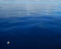 A plastic fishing float covered with algae and barnacles floats in the North Pacific Subtropical Gyre. To the right you can see bits of microplastic floating on the surface. Photo credit: Marina Garland gyre, plastic in pacific, ocean trash, trash in ocean, Great Pacific garbage patch