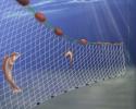 Gillnetting uses curtains of nets that are suspended by a system of floats and weights. The nets often used to catch sardines, salmon and cod almost invisible to marine life, so they swim right into it and lead to can accidentally killing other animals, including sharks and sea turtles. Image credit: Seafood Watch® seafood catching methods, sustainable seafood, fishing methods, fishing problems, seafood watch