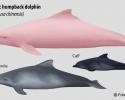 Sousa chinensis, Indo-pacific Humpback Dolphin, Chinese White Dolphin, Pink Dolphin, drawing
