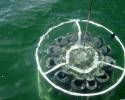 The rosette of Niskin bottles is submerged to collect water samples. Photo credit: Mote Marine Laboratory Niskin bottles submerged