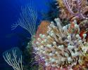 A treasure trove, including a giant anemone, great star coral, sea rods and sea fans. giant anemone, great star coral, sea rods and sea fans