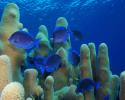 A school of blue tang probe for food among magnificent pillar coral. blue tang and pillar coral