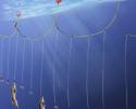 Longlining employs a central fishing line that can range from 1 to 50 miles long; this line is strung with smaller lines of baited hooks, dangling at evenly spaced intervals. To catch pelagic fish like tuna and swordfish the are kept on the surface, for deep-dwelling fish they are sunk to the seafloor. However, this practice is indiscriminate and can accidentally kill sea turtles, sharks and seabirds. Some solutions come from sinking longlines deeper or using different hooks. Image credit: Seafood Watch® seafood catching methods, sustainable seafood, fishing methods, fishing problems, seafood watch
