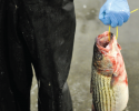 Also known as rockfish or striper, striped bass are an important sportfish. fish, fisheries, striper