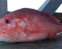 The red snapper is native to the western Atlantic Ocean inhabiting waters around reefs. This fish is an important species, both commercially and recreationally. fish, fisheries, snapper