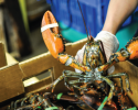 American lobster shellfish, lobster, fisheries