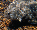 Summer flounder fish, fisheries