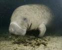 This gentle giant is a relative of the elephant and is thought to have evolved from four-legged land mammals over 60 million years ago. Photo credit: Albert Kok Manatee in Crystal River, FL