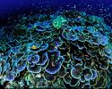 Montipora coral head speckled with reef fish. Photo by J. Maragos Montipora coral head