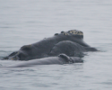 North Atlantic right whale mother and her calf. whale, right whale, endangered, whale calf
