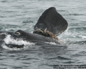 North Atlantic right whale, Kingfisher, has been entangled in fishing gear for 13 years. The US Coast Guard was able to remove many of the lines around his body, but were unsuccessful in retrieving the rope wrapped around his flipper. whale, right whale, endangered, entangled