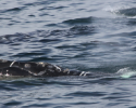 North Atlantic right whale with several scars. whale, right whale, endangered