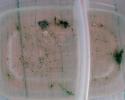 Shrimp, copepods and other tiny drifters were collected using a plankton net. Shrimp, copepods, tiny drifters, plankton net